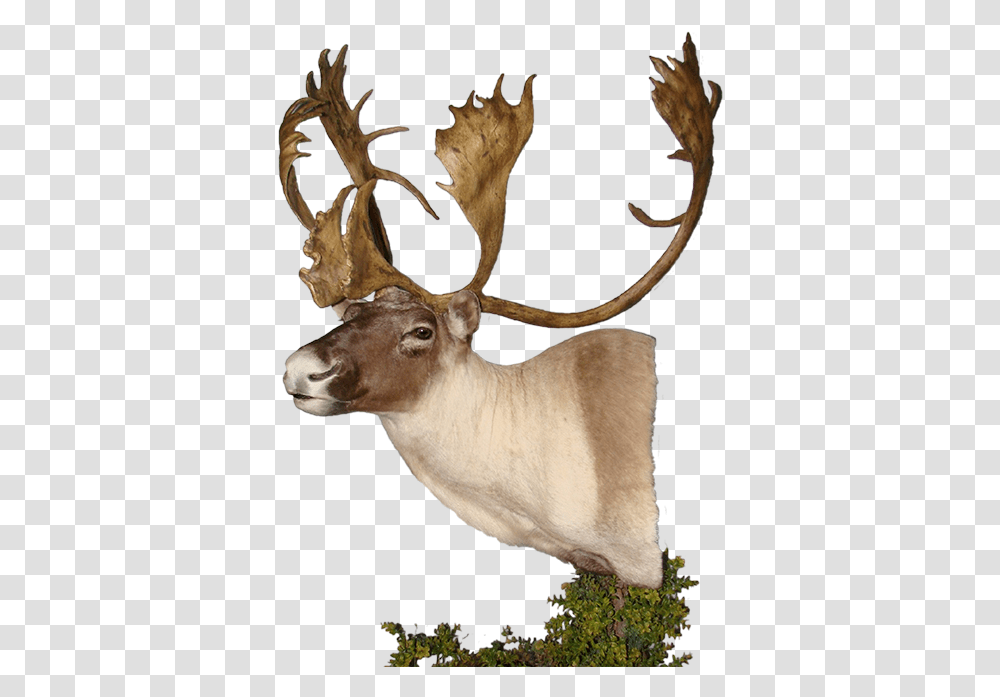 Download Caribou Mount Elk, Antler, Antelope, Wildlife, Mammal Transparent Png