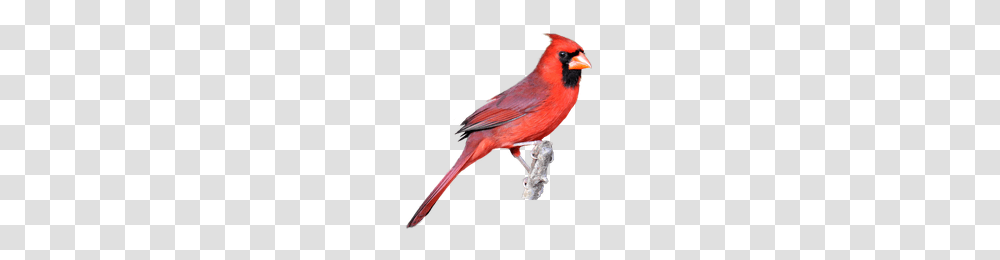 Download Carmine Free Icon And Clipart Freepngclipart, Bird, Animal, Cardinal Transparent Png