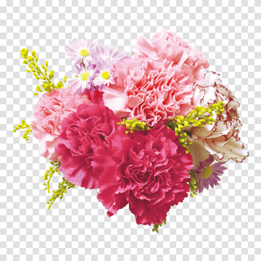 Download Carnation Flowers Background Background Real Flowers, Plant, Blossom, Rose Transparent Png
