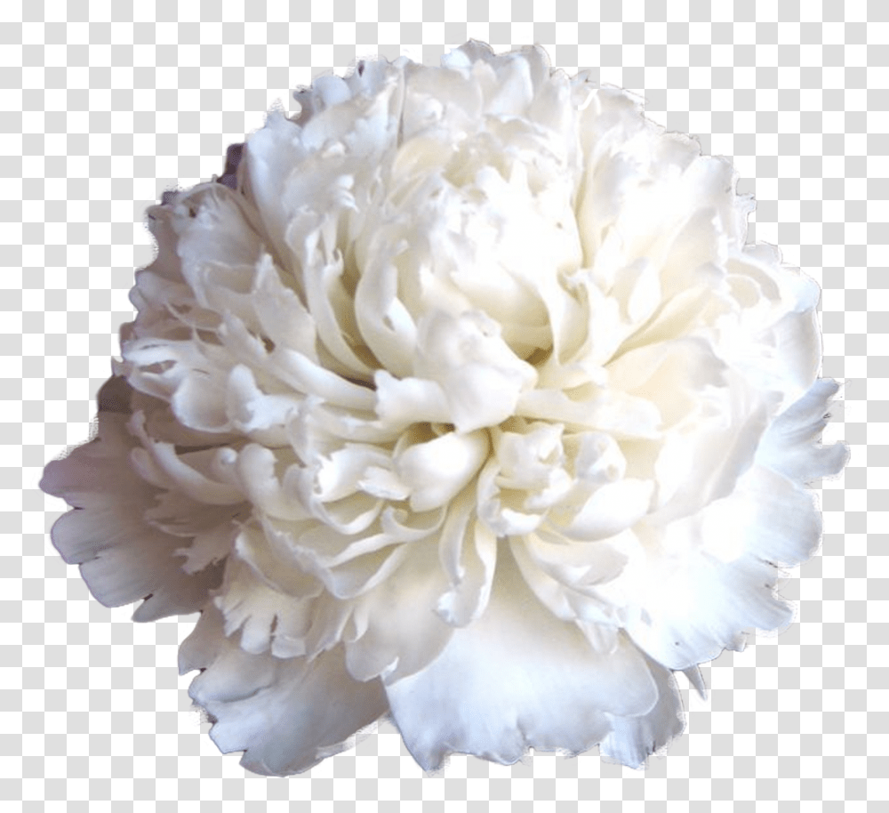 Download Carnation Image With No Flower Bouquet, Plant, Blossom, Rose, Peony Transparent Png