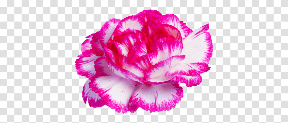 Download Carnation Tumblr Posts Carnations Background With Transparency, Flower, Plant, Blossom Transparent Png