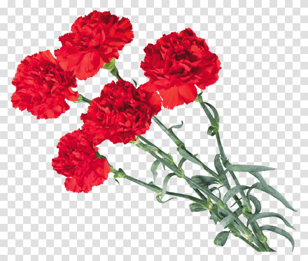 Download Carnations Flower Background Red Carnation, Plant, Blossom Transparent Png