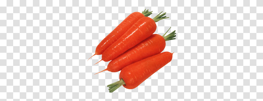 Download Carrot Carrots, Plant, Vegetable, Food Transparent Png