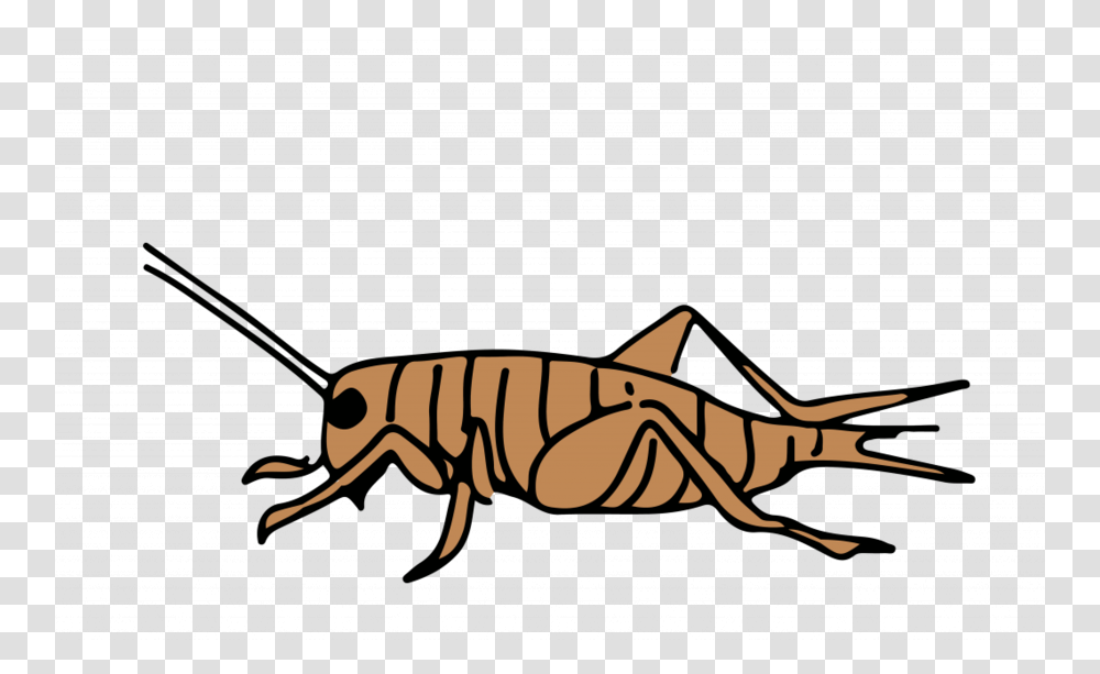 Download Cartoon Clipart Cricket Insect Clip Art Line Graphics, Invertebrate, Animal, Gun, Weapon Transparent Png