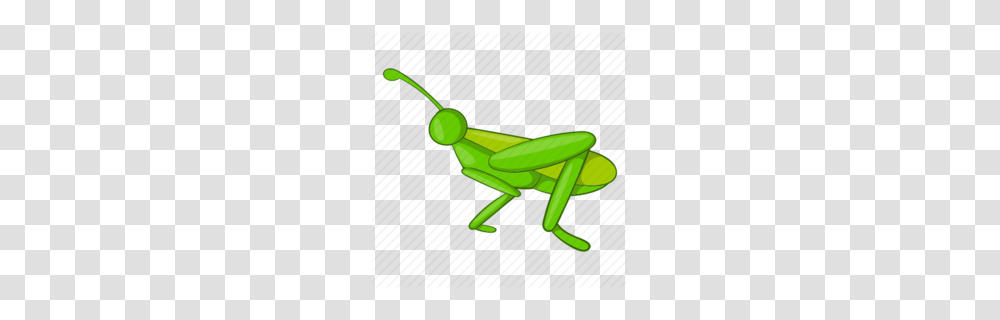 Download Cartoon Grasshopper Clipart Grasshopper Royalty Free, Insect, Invertebrate, Animal, Grasshoper Transparent Png