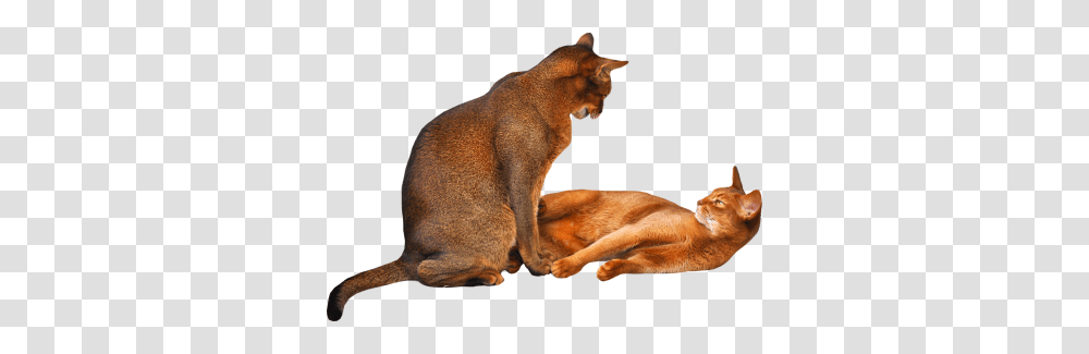 Download Cat Free Image And Clipart, Abyssinian, Pet, Mammal, Animal Transparent Png
