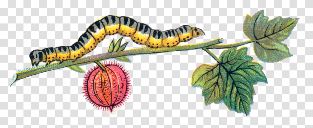 Download Caterpillar, Animal, Worm, Invertebrate, Snake Transparent Png
