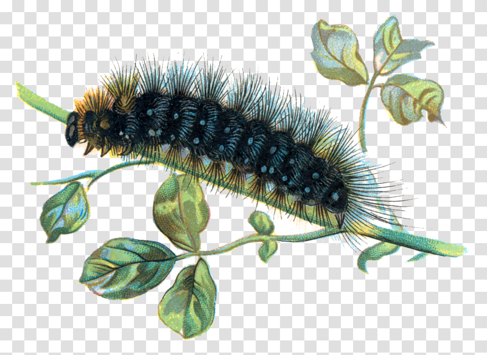 Download Caterpillar Caterpillar, Animal, Invertebrate, Worm, Honey Bee Transparent Png