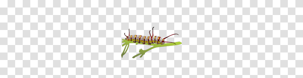 Download Caterpillar Free Photo Images And Clipart Freepngimg, Animal, Invertebrate, Worm, Insect Transparent Png