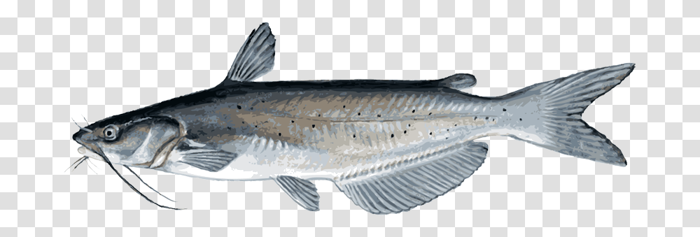 Download Catfish Image For Designing Catfish, Animal, Sea Life, Sturgeon, Mullet Fish Transparent Png