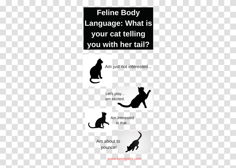 Download Cat's Tail Twitching Halloween Black Cat Bag Domestic Cat, Silhouette, Mammal, Animal, Pet Transparent Png