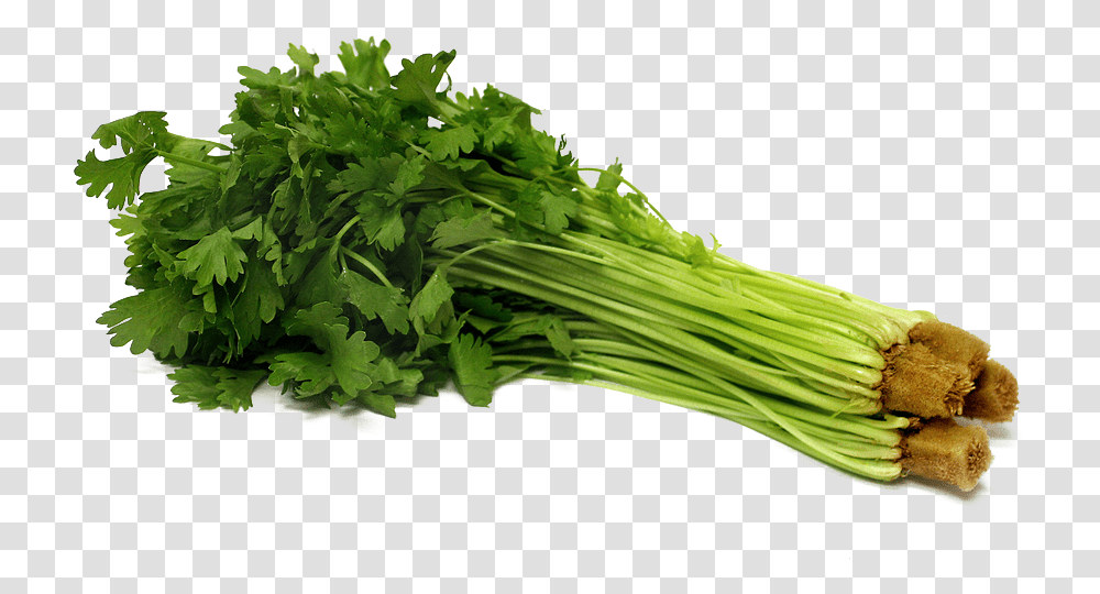 Download Celery Pic Celery, Vase, Jar, Pottery, Plant Transparent Png