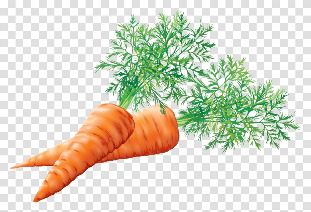 Download Cenoura Tubrculos, Plant, Food, Carrot, Vegetable Transparent Png