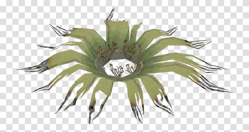 Download Centipede Image With Artificial Flower, Bird, Animal, Plant, Blossom Transparent Png