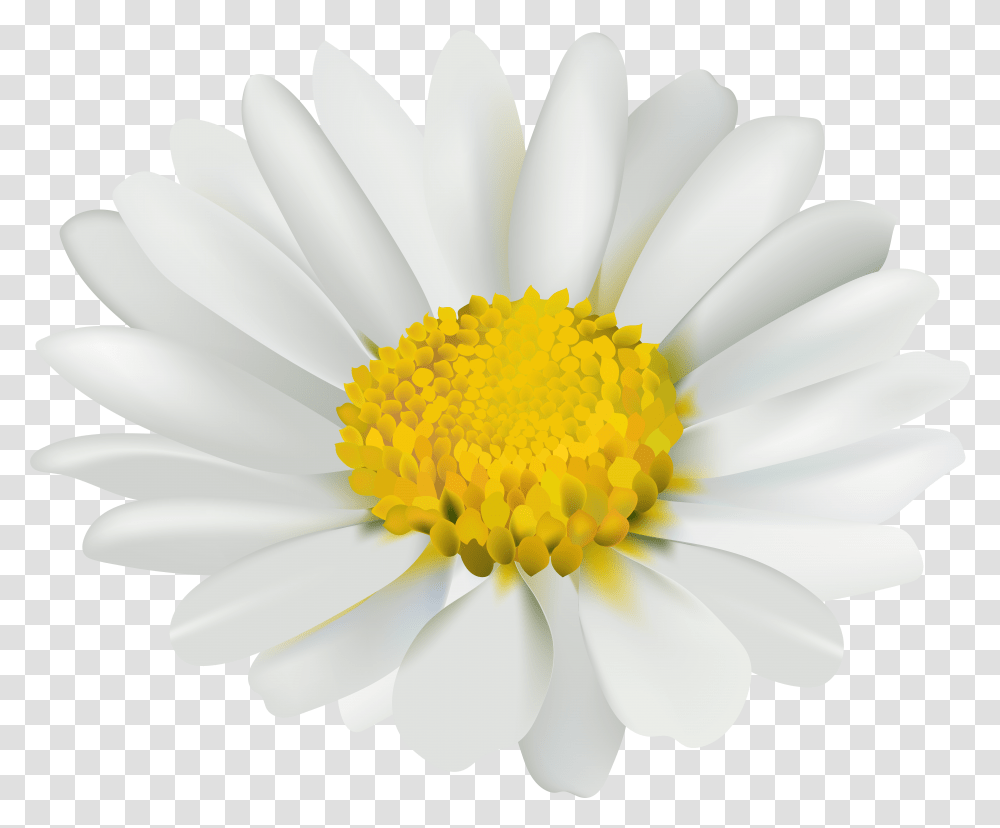 Download Chamomile Image With Transparent Png