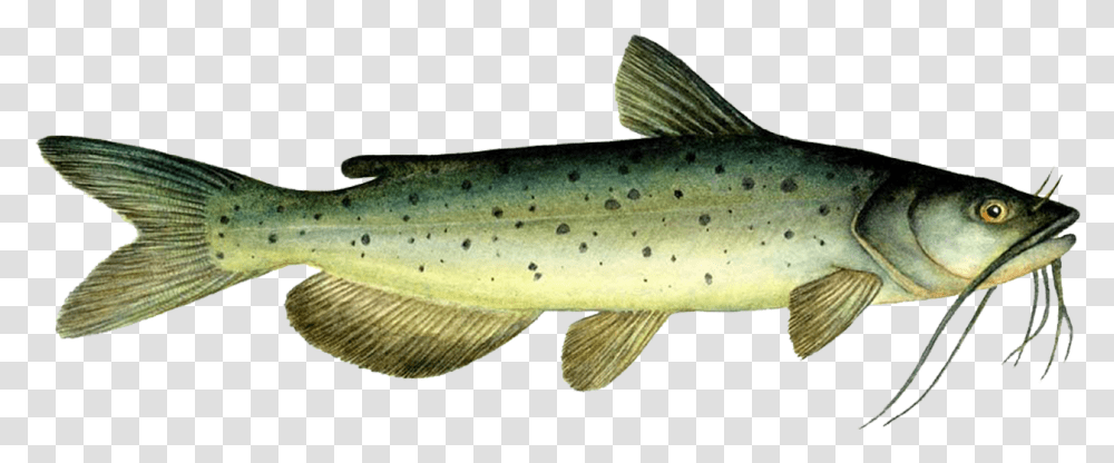 Download Channel Catfish Image With Lunge, Animal, Trout, Cod, Coho Transparent Png