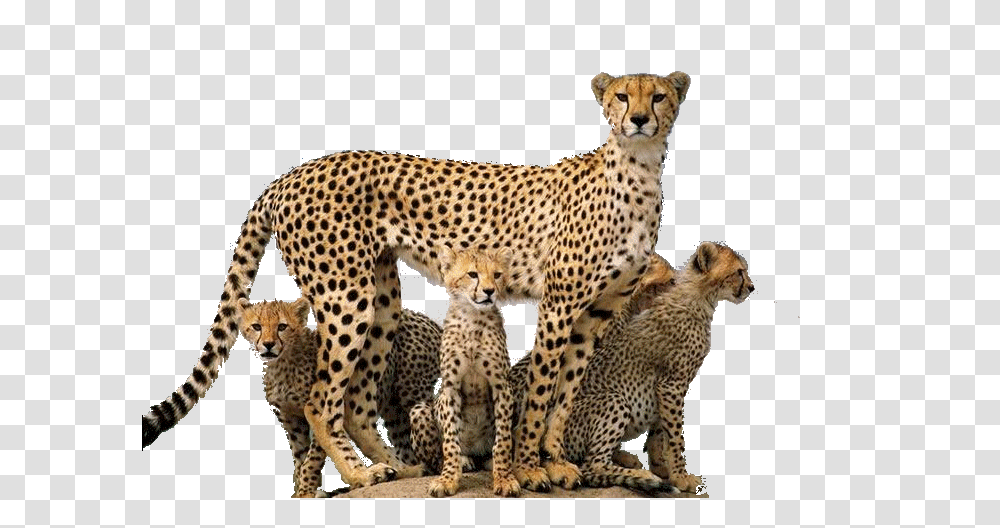 Download Cheetah Cheetah, Wildlife, Mammal, Animal, Panther Transparent Png