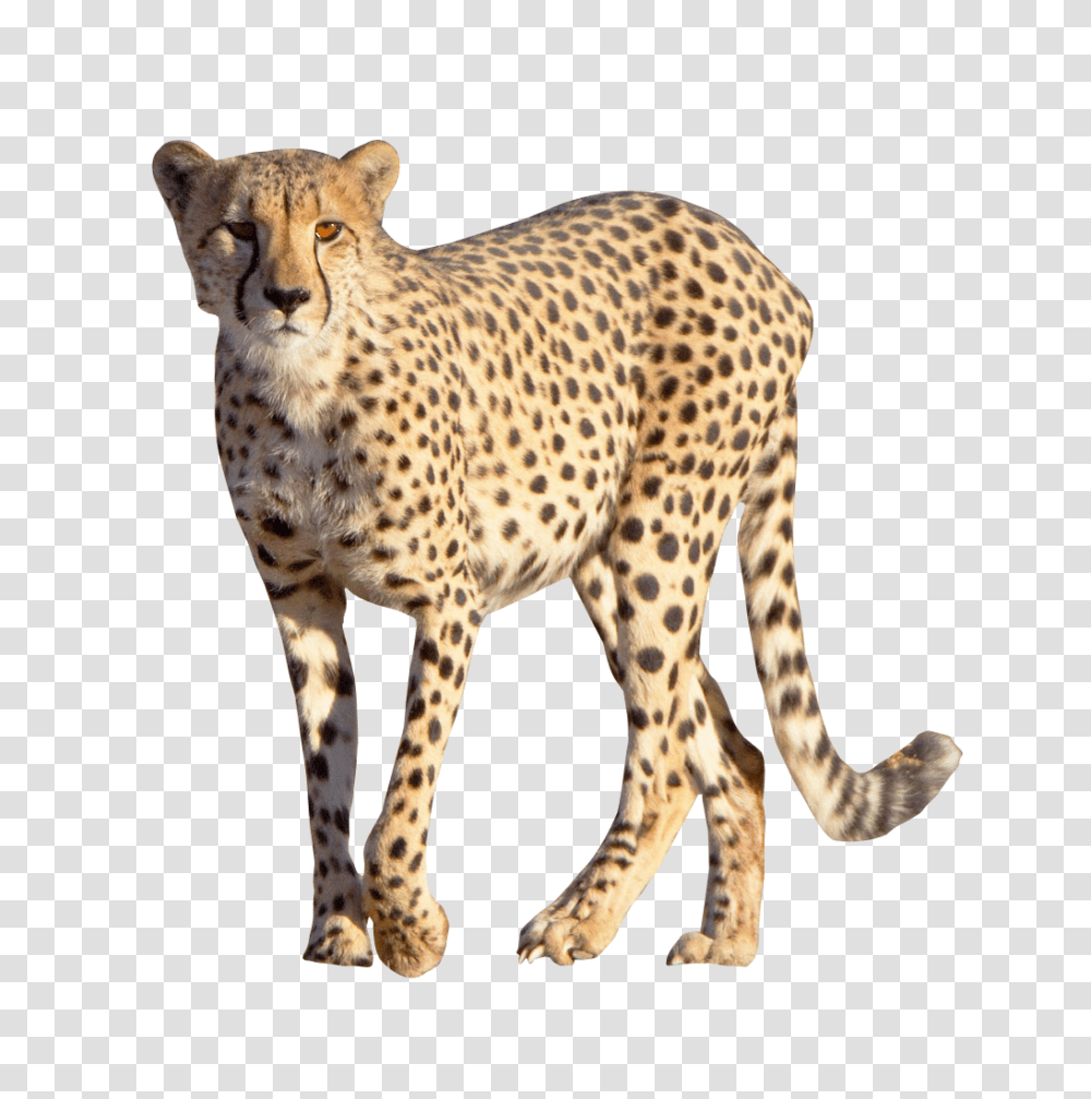 Download Cheetah Free Image And Clipart Cheetah, Wildlife, Mammal, Animal, Panther Transparent Png