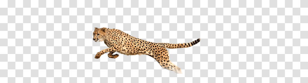 Download Cheetah Free Image And Clipart, Wildlife, Mammal, Animal, Panther Transparent Png