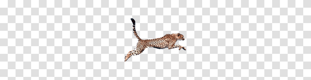 Download Cheetah Free Photo Images And Clipart Freepngimg, Panther, Wildlife, Mammal, Animal Transparent Png