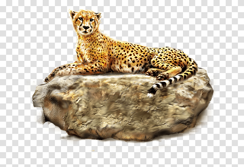 Download Cheetah Images Bulk Forest Wild Life Animal, Wildlife, Mammal, Panther, Leopard Transparent Png