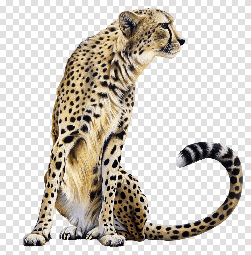 Download Cheetah Sitting Image For Free Cheetah, Panther, Wildlife, Mammal, Animal Transparent Png