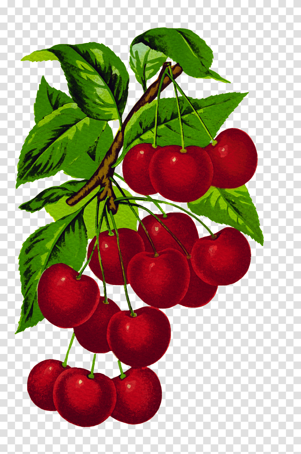Download Cherries Vintage Hd Uokplrs Branch Of Cherries, Plant, Fruit, Food, Cherry Transparent Png