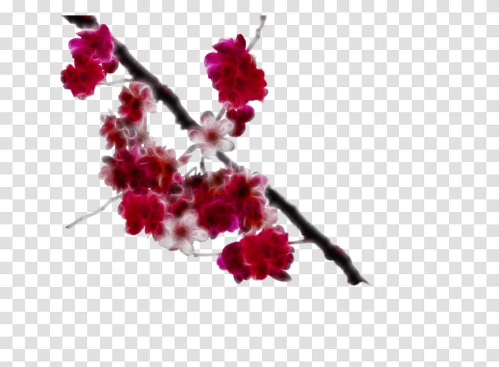 Download Cherry Blossom Clipart Red Cherry Blossom Real, Plant, Flower, Petal, Pattern Transparent Png
