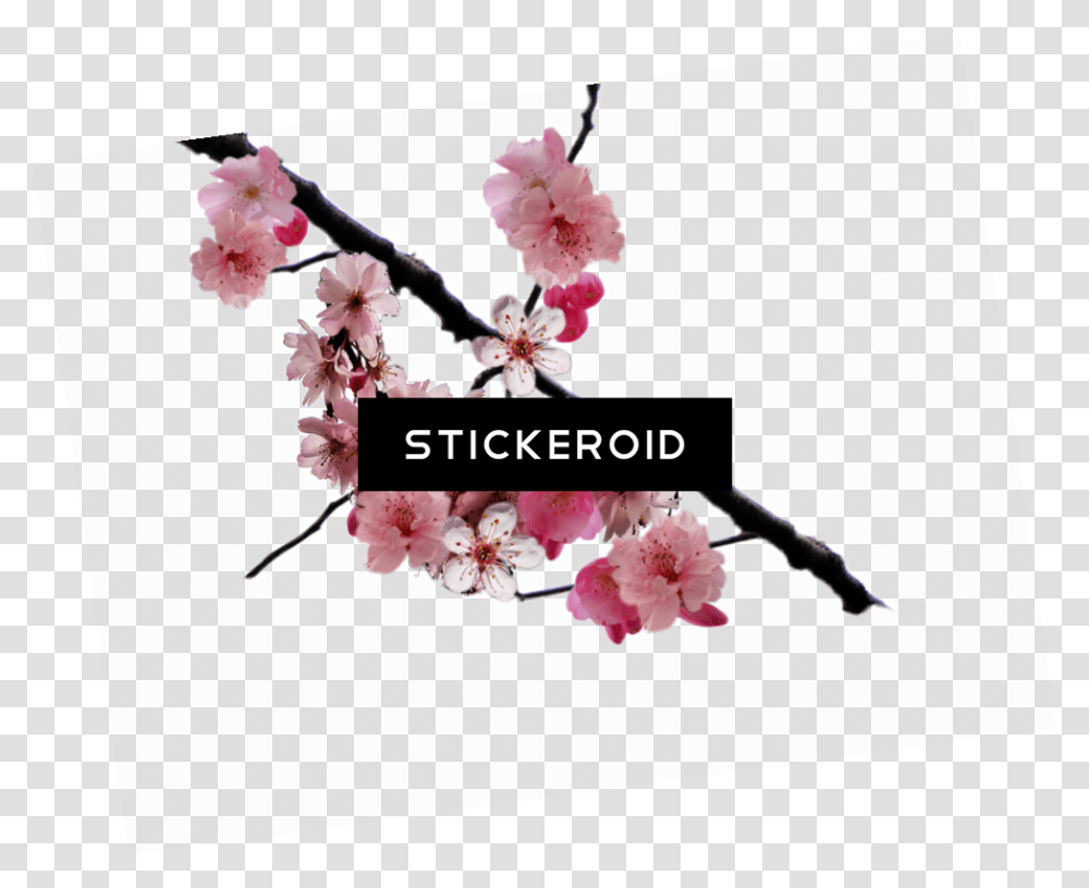 Download Cherry Blossom Flower Cherry Blossom Image Cherry Blossom Overlay, Plant Transparent Png
