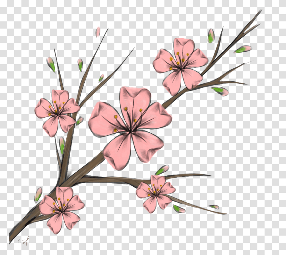 Download Cherry Blossom Flowers Branshes Freetoedit Banner Cherry Blossom Flower Cartoon, Plant, Geranium, Anther, Petal Transparent Png