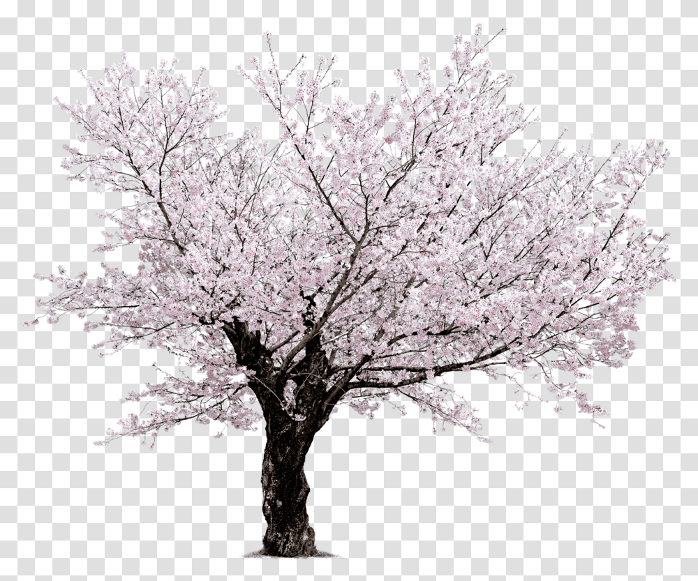 Download Cherry Blossom Tree Cherry Blossom Tree Beautiful Tree, Plant, Flower, Bonsai, Potted Plant Transparent Png