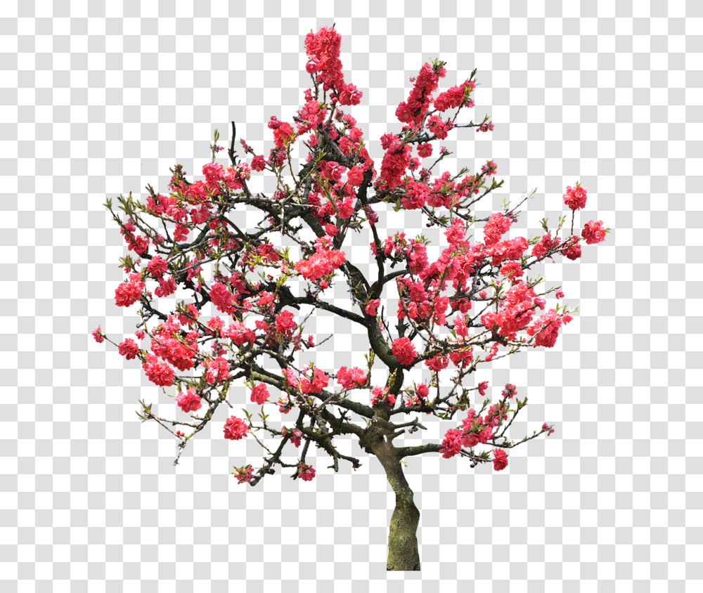 Download Cherry Blossom Tree Red Cherry Blossom Tree, Plant, Potted Plant, Vase, Jar Transparent Png