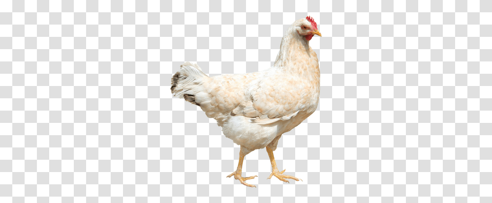 Download Chicken 3 Animal Microbiome, Poultry, Fowl, Bird, Hen Transparent Png