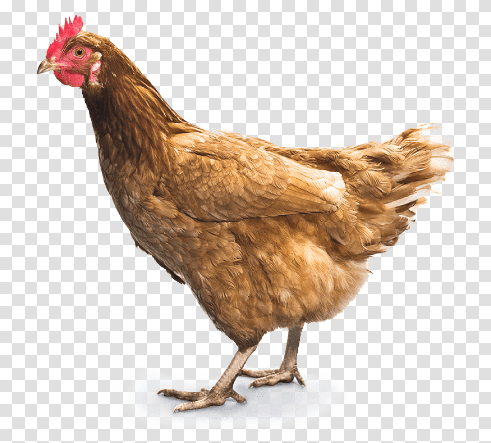 Download Chicken 7 Hq Image Chicken, Poultry, Fowl, Bird, Animal Transparent Png