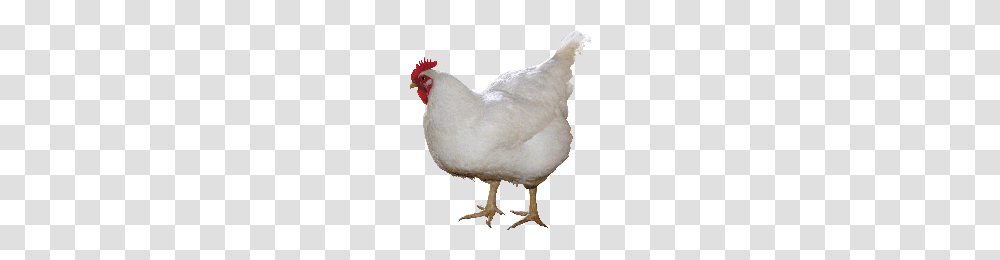 Download Chicken Free Photo Images And Clipart Freepngimg, Hen, Poultry, Fowl, Bird Transparent Png