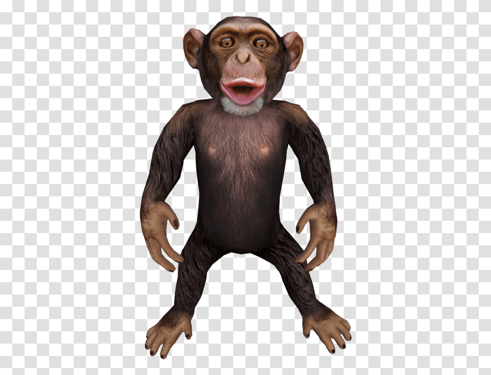 Download Chimp Macaque, Animal, Mammal, Wildlife, Monkey Transparent Png