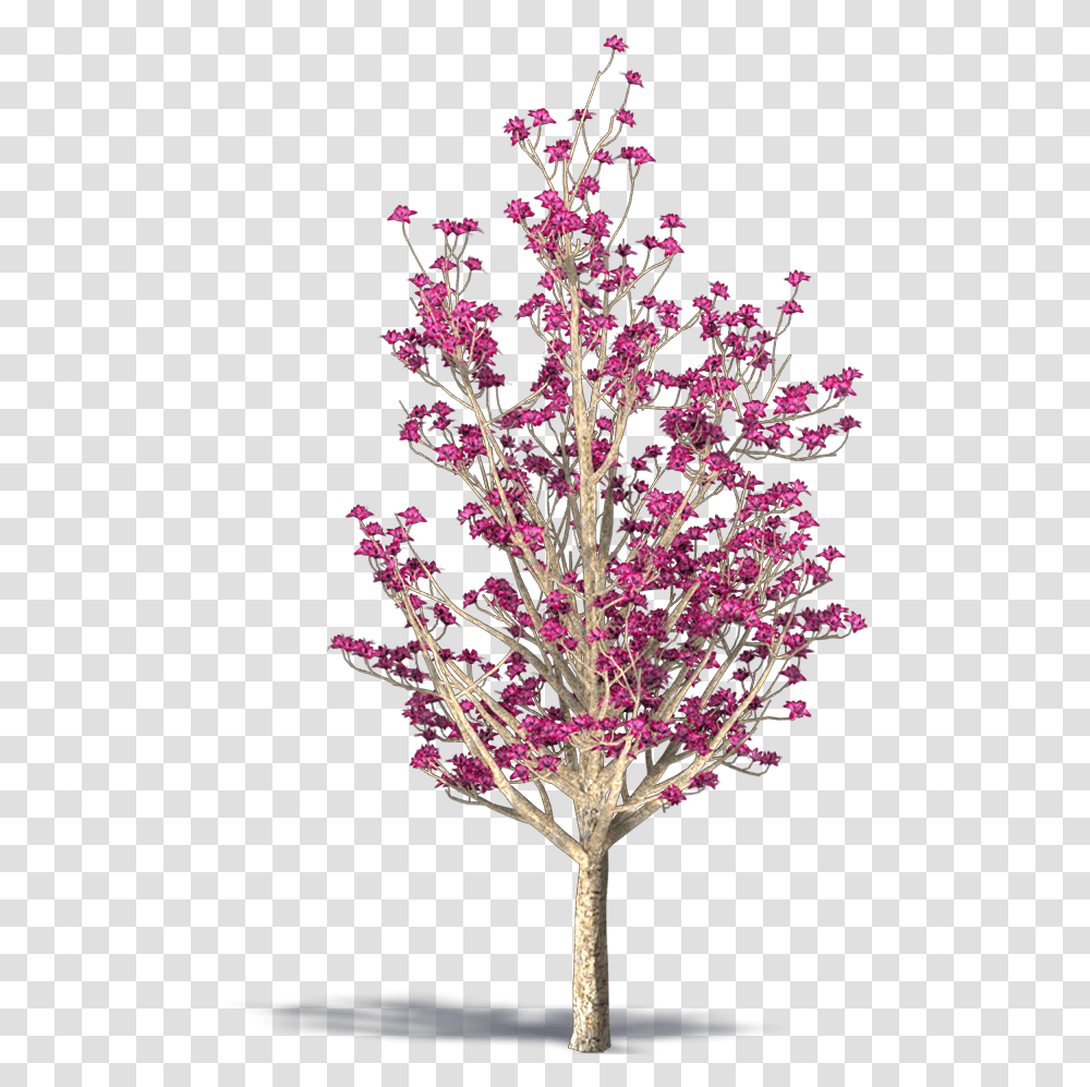 Download Chinese Magnolia Image With No Background Lovely, Plant, Flower, Tree, Ornament Transparent Png