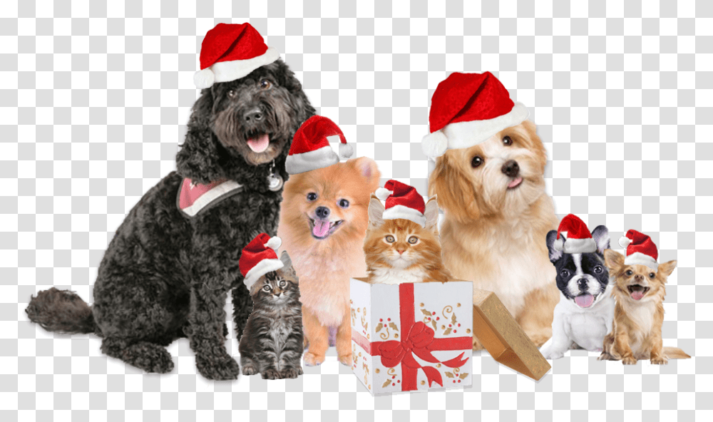 Download Christmas Dog Cat Christmas Dog And Cat, Pet, Canine, Animal, Mammal Transparent Png