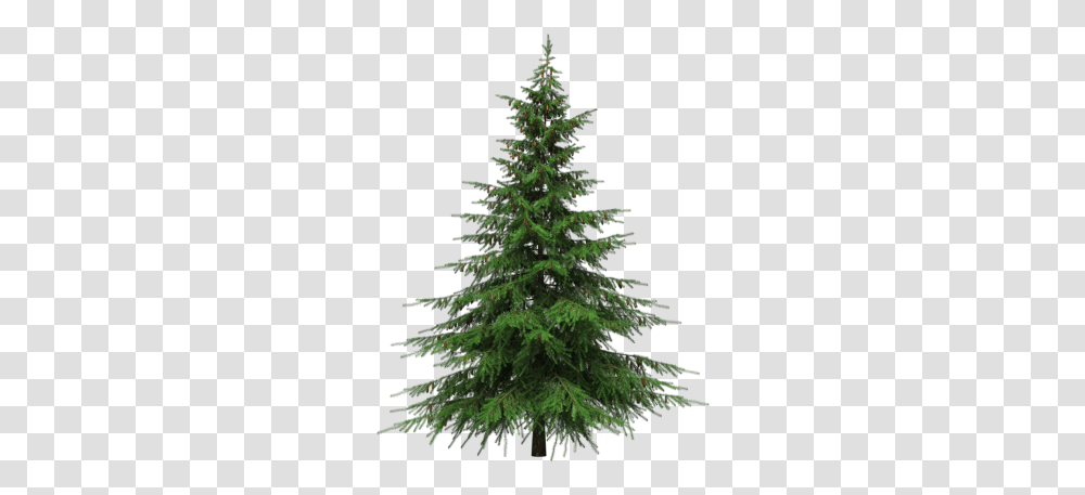 Download Christmas Tree Free Image And Clipart Background Real Christmas Tree, Ornament, Plant, Pine, Fir Transparent Png