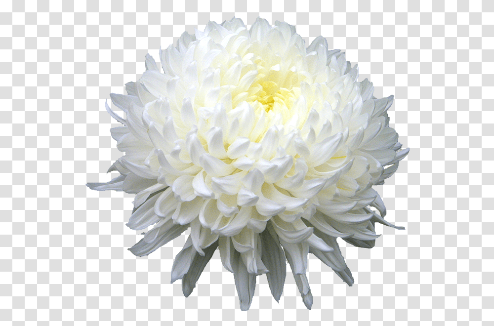 Download Chrysanthemum Hd York Drama Critics Circle Award, Plant, Dahlia, Flower, Blossom Transparent Png