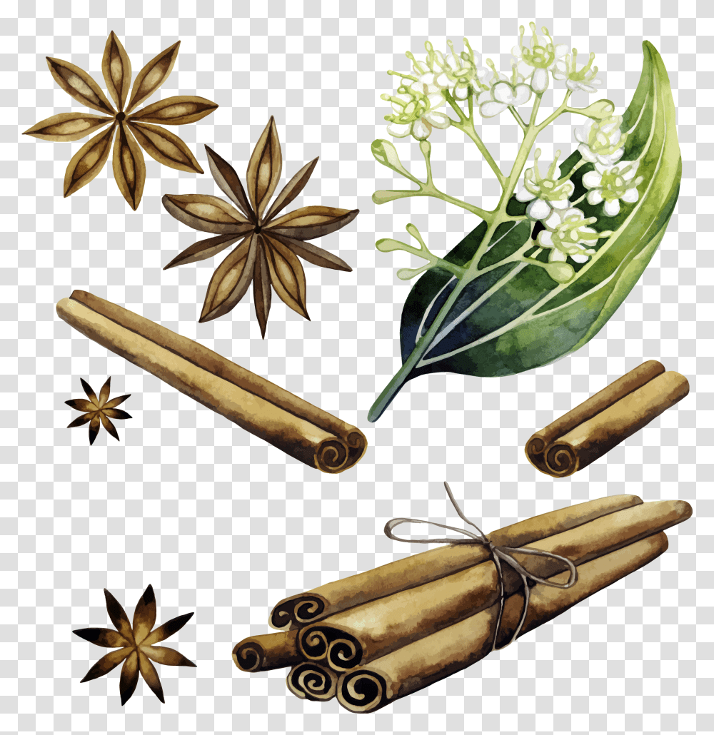 Download Cinnamon Vector Plant Cinnamon Watercolor, Anise, Spice, Weapon, Weaponry Transparent Png