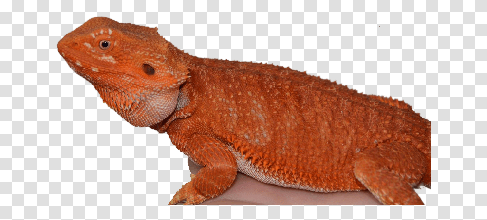 Download Citrus Bearded Dragon Red Bearded Dragon, Lizard, Reptile, Animal, Gecko Transparent Png