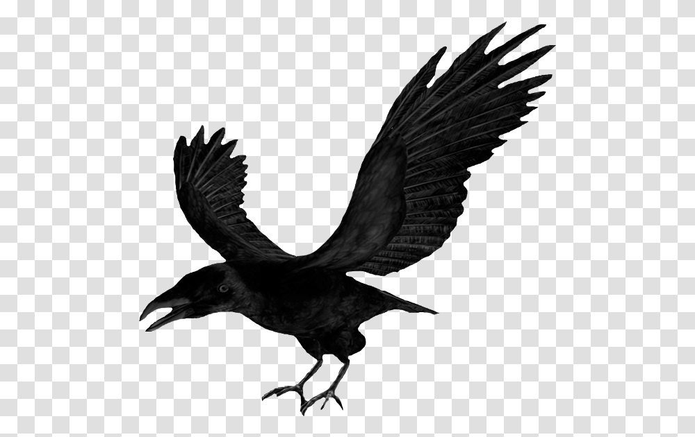 Download Clip Art Crow Clipart, Bird, Animal, Flying, Blackbird Transparent Png