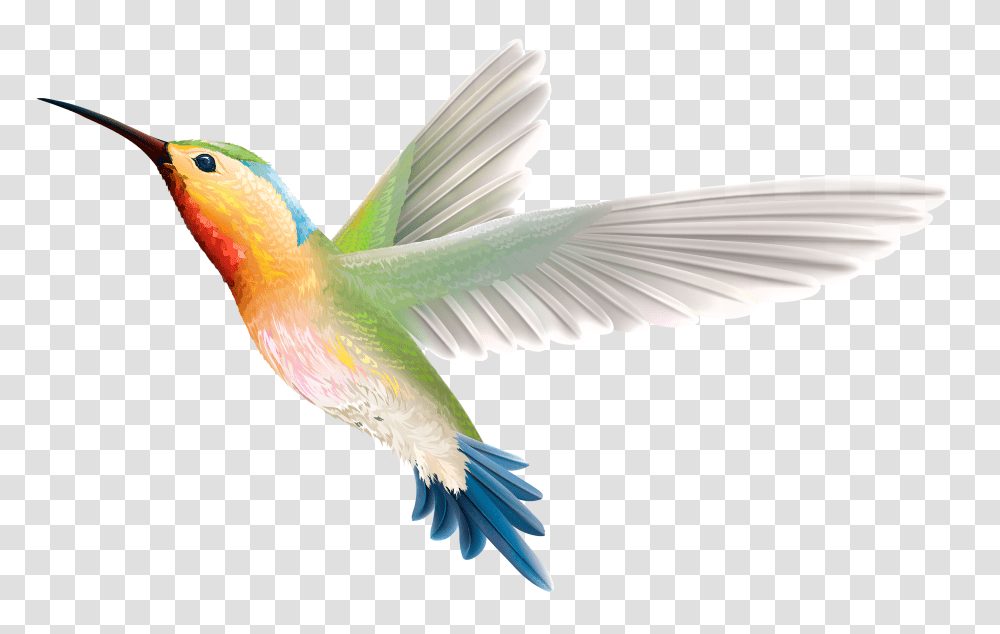 Download Clip Art Stock Hummingbird Web Background Hummingbird, Animal, Parrot, Graphics, Macaw Transparent Png