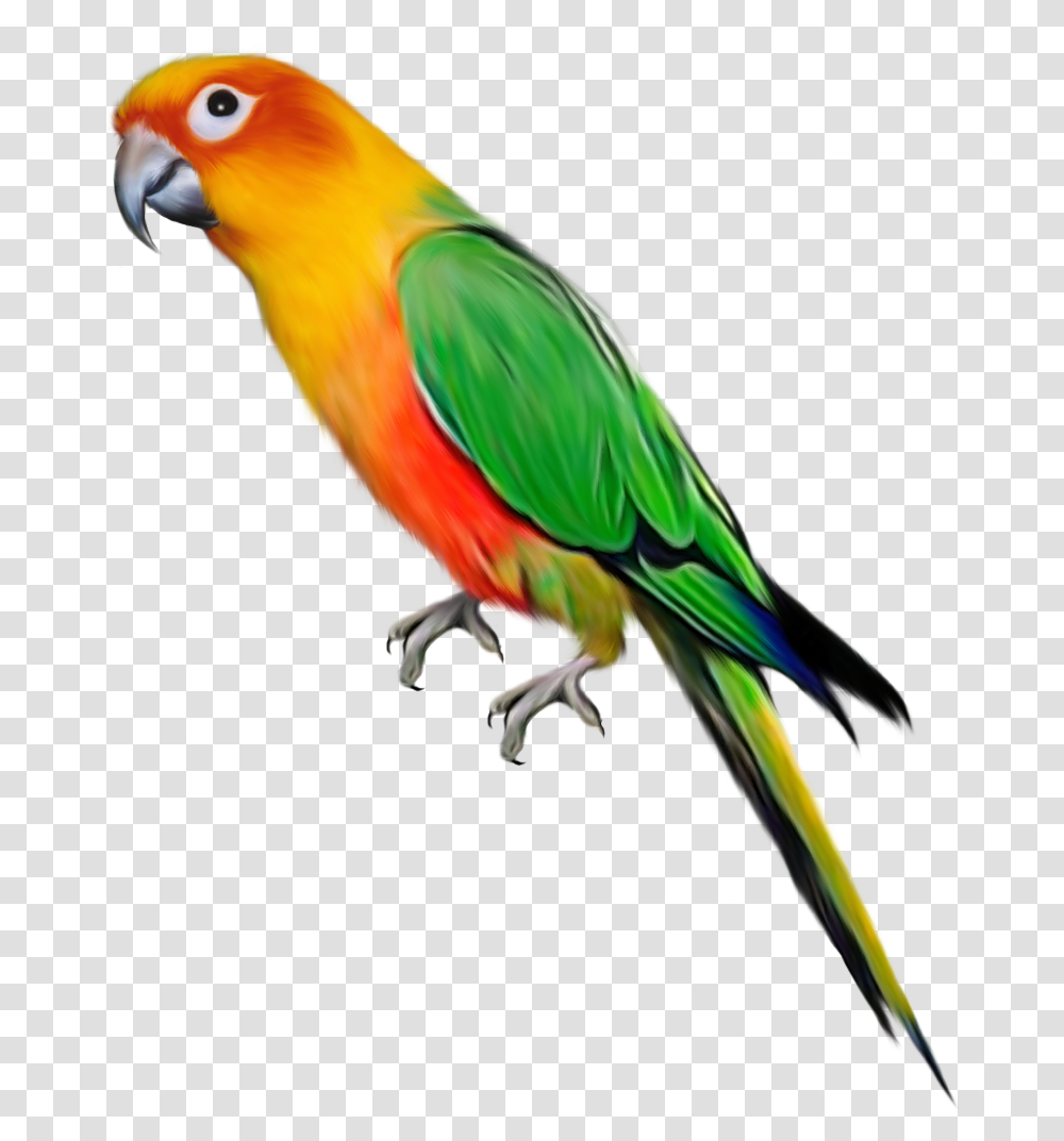 Download Clipart Birds Parrot Large Picsart Birds Hd, Animal, Macaw, Parakeet Transparent Png