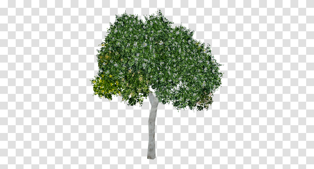 Download Clusia Tree Trees Elevation For Photoshop, Plant, Bush, Vegetation, Oak Transparent Png