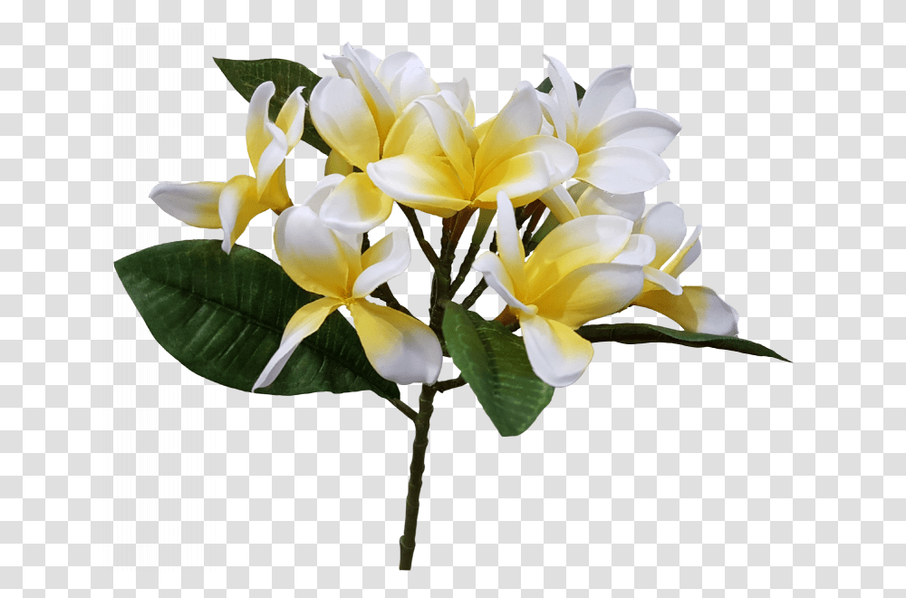 Download Cm Spray Silk Picture Flower Frangipani, Plant, Blossom, Flower Arrangement, Flower Bouquet Transparent Png