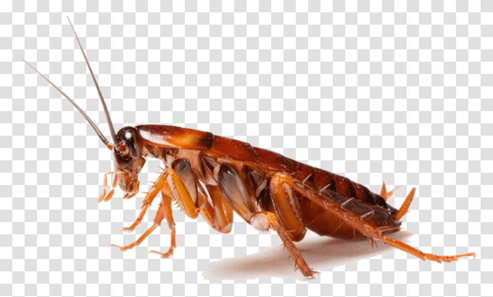 Download Cockroach Clipart Cockroach, Insect, Invertebrate, Animal, Lobster Transparent Png