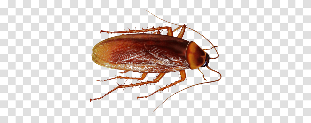 Download Cockroach File Cockroach, Insect, Invertebrate, Animal, Lobster Transparent Png