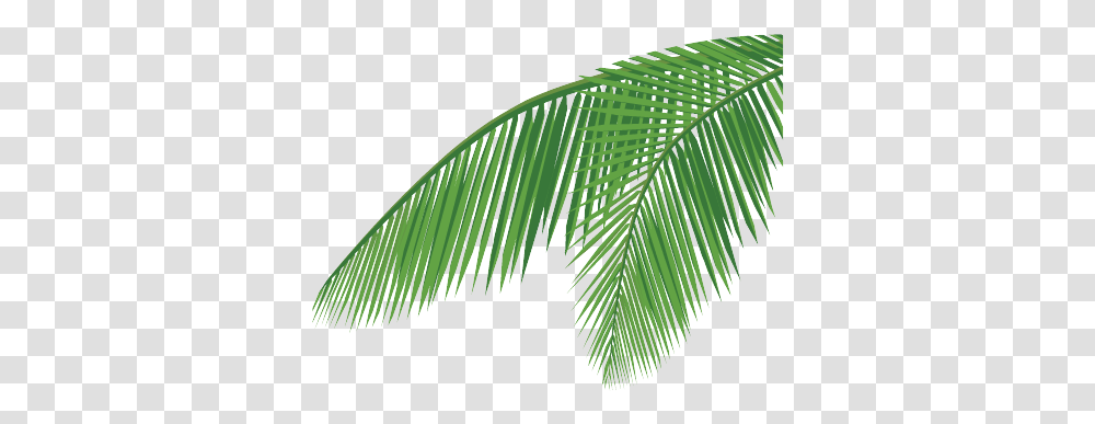 Download Coconut Leaf Coconut Leaf Vector Full Leaf Coconut Tree Leaves, Plant, Green, Vegetation, Fern Transparent Png
